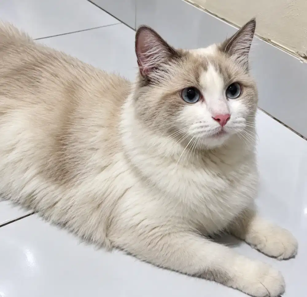 Ragdoll betina lepas nonped