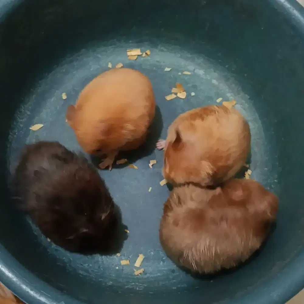 Hamster syrian sirian jinak dewasa jantan 1 betina 3 aman buat anak