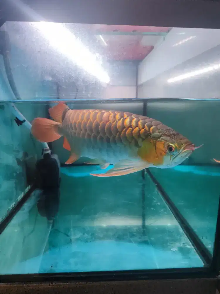 Ikan Arwana Super Red -+ 40cm