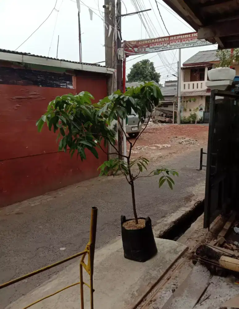 Pohon kelengkeng matalada (cangkokan)