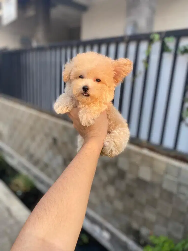 Tiny poodle jantan bearface cebol
