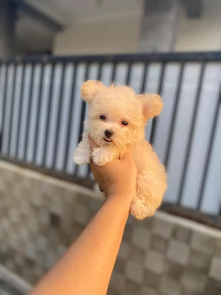 Tiny poodle betina bearface pointy ears