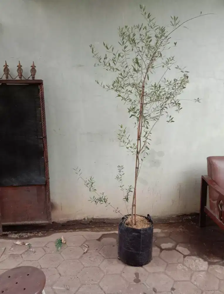 Tanaman pohon zaitun