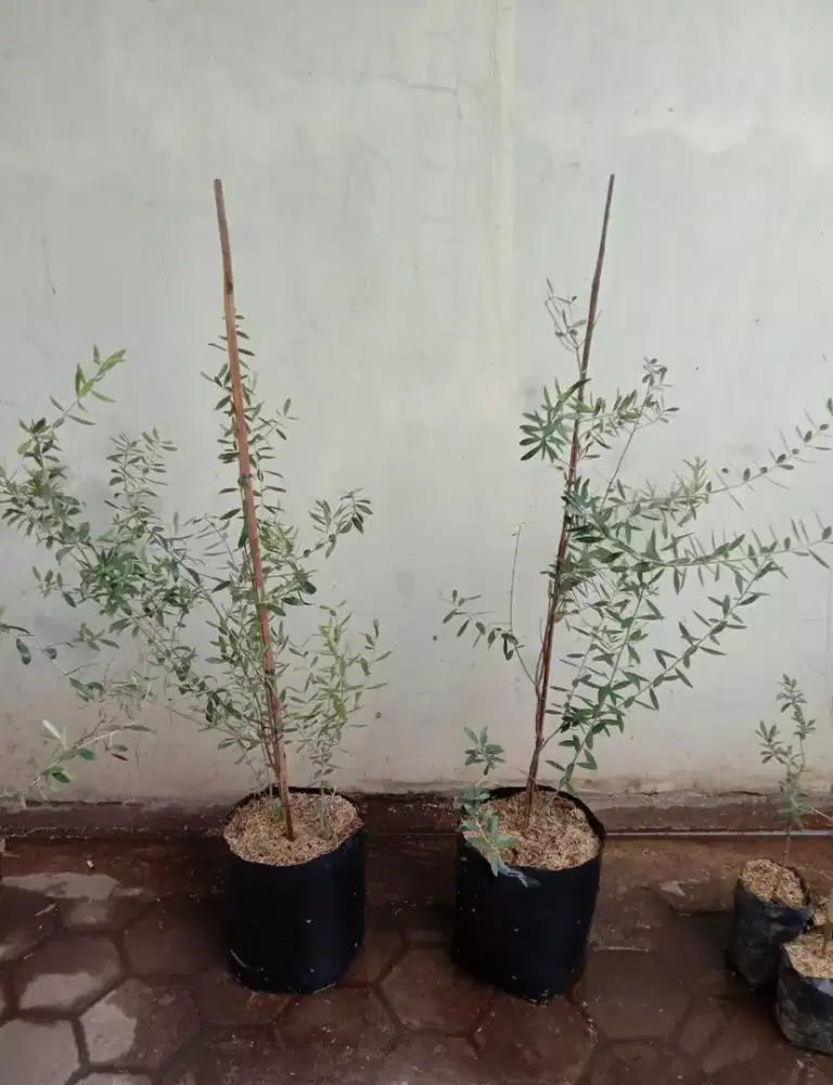 Tanaman pohon zaitun