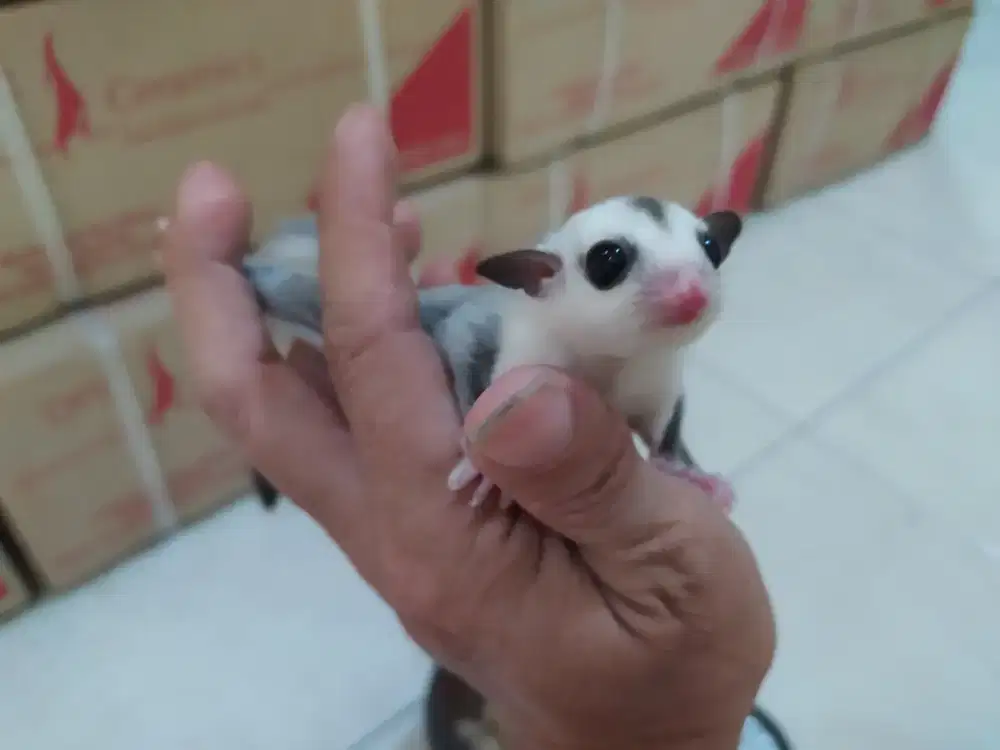 Sugar Glider Betina Morph Cantik