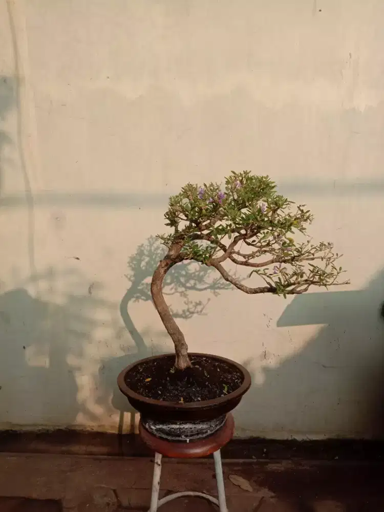 Bonsai saengsimbur (bunga ungu)