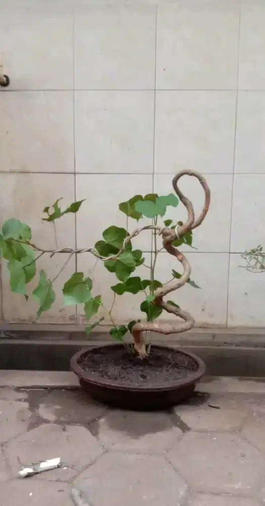Bonsai waru lokal