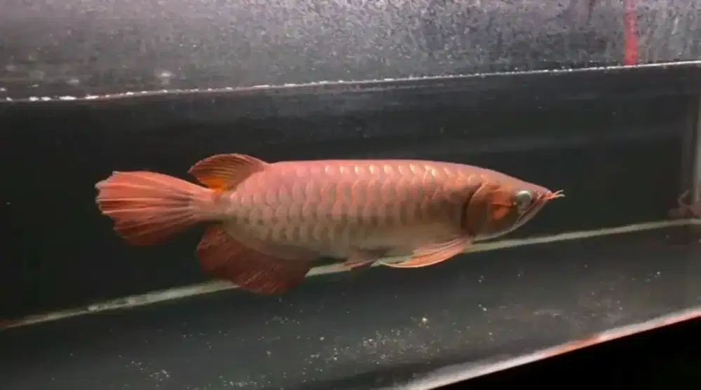 Arwana super red