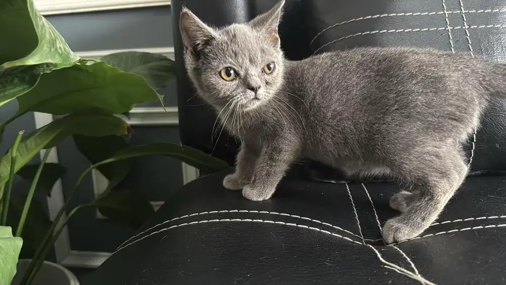 Kucing pure BSH