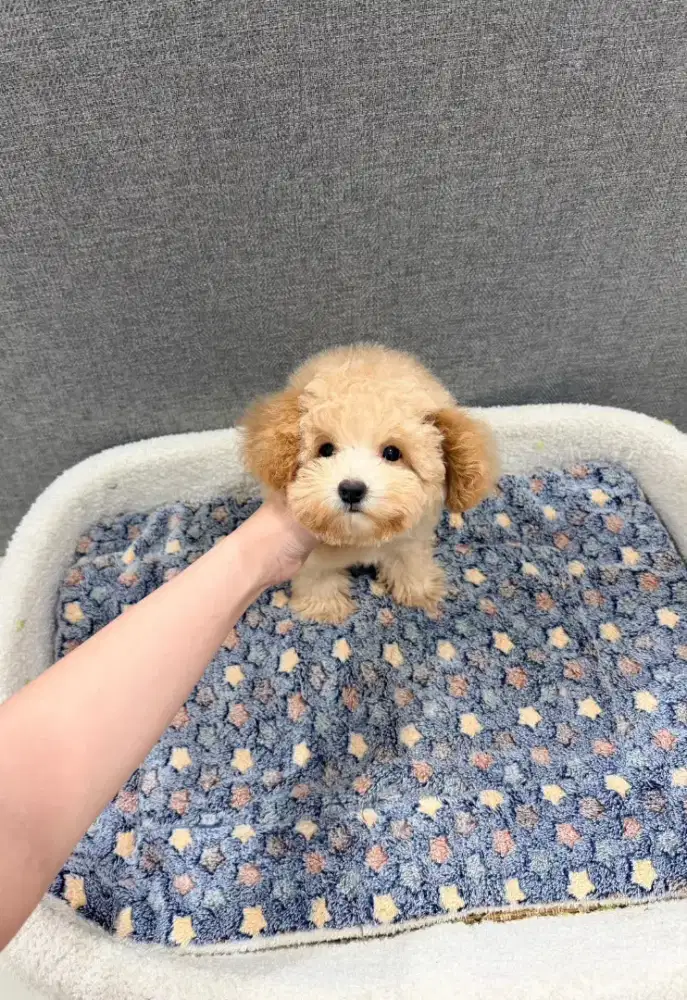 Tiny Poodle Jantan 3 Bulan