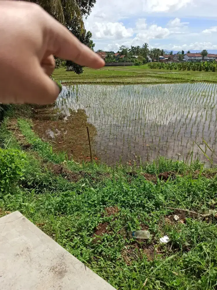 Sawah pinggir jalan 100 bata