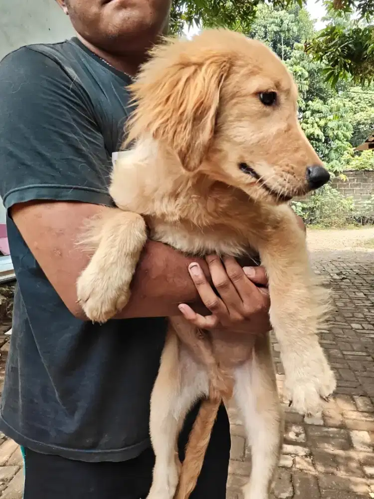 golden retreiver stambun dan vaksin jantan