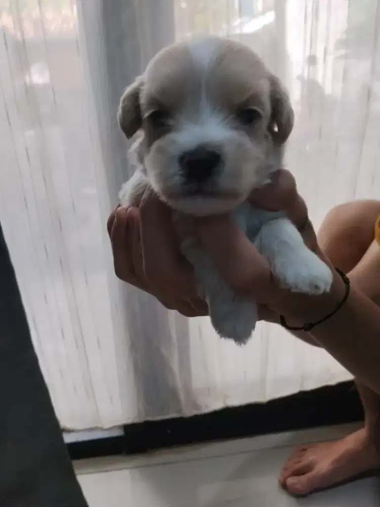 anak anjing poodle pure dijamin