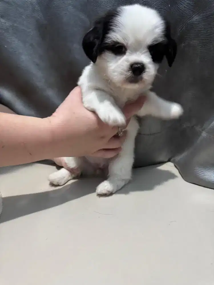 anak anjing shitsu betina