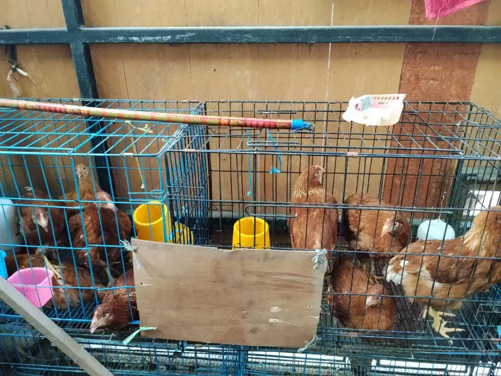 ayam petelur usia 5 bulan sudah vaksin