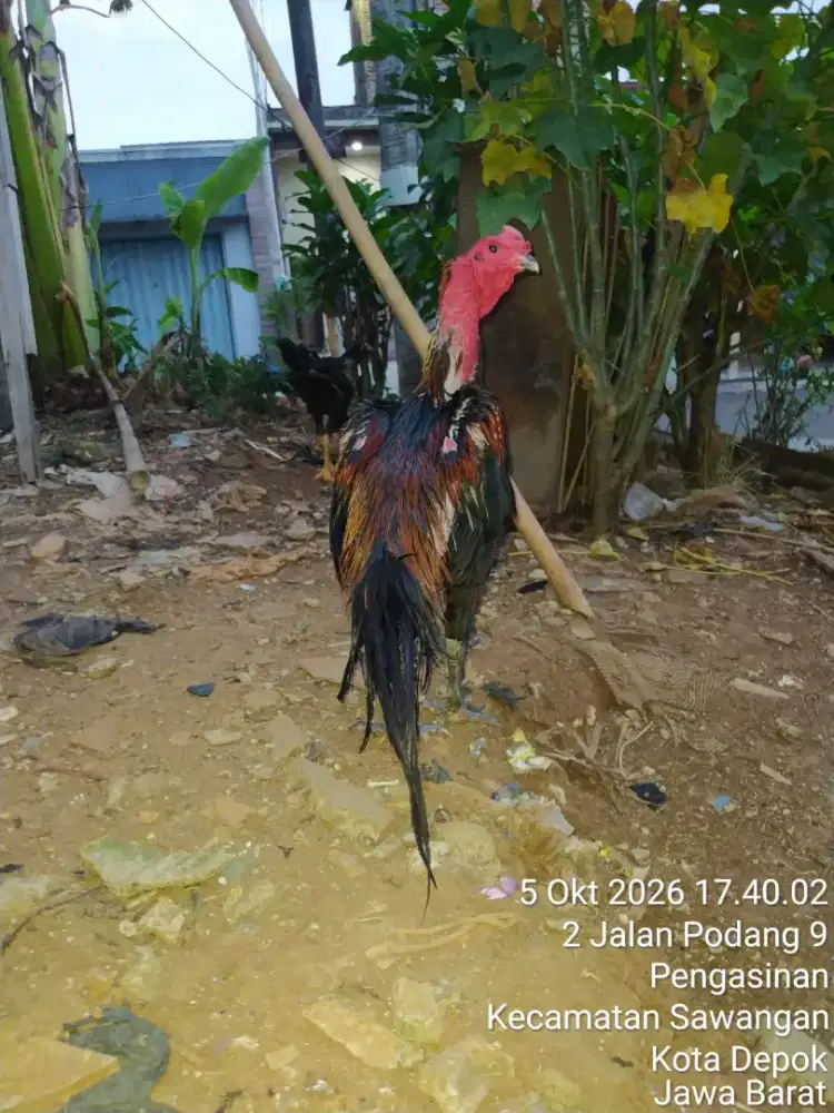 Ayam Bangkok hias ganoi kaki gunung x black bull pakhoy