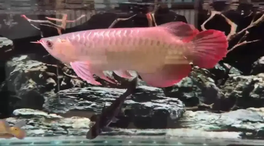 Arwana Super Red Sizd 42cm