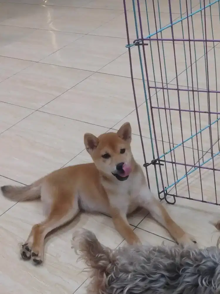 Anjing Shiba inu