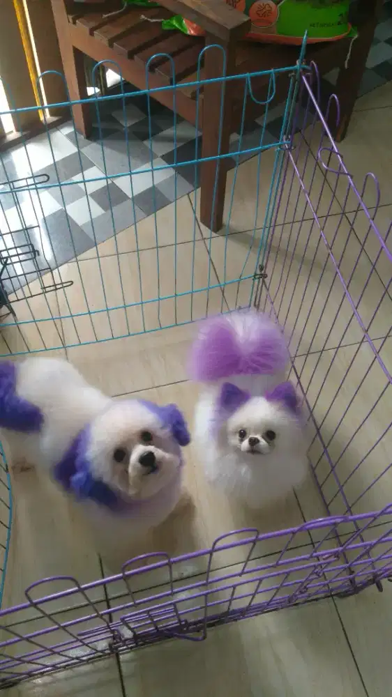 Anjing Mini Bichon