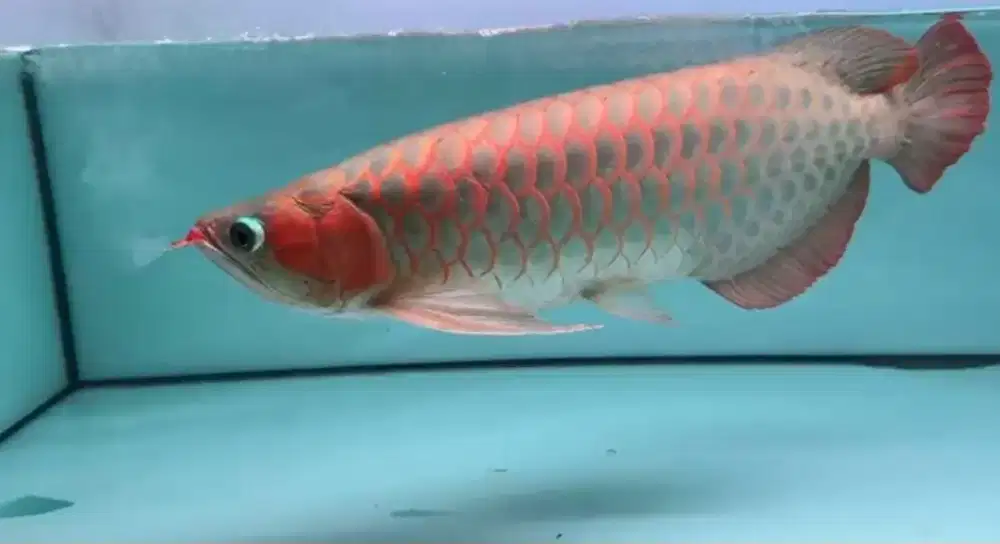 Arwana Super Red Size 48cm
