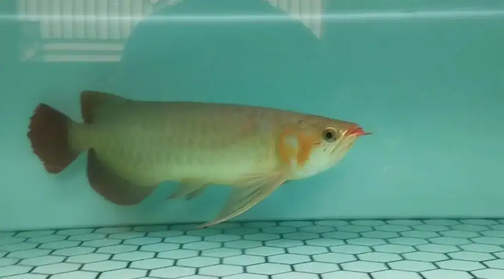 Arwana Super Red Size 50cm
