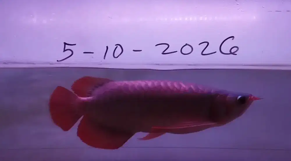 Arwana Super Red Size 40cm