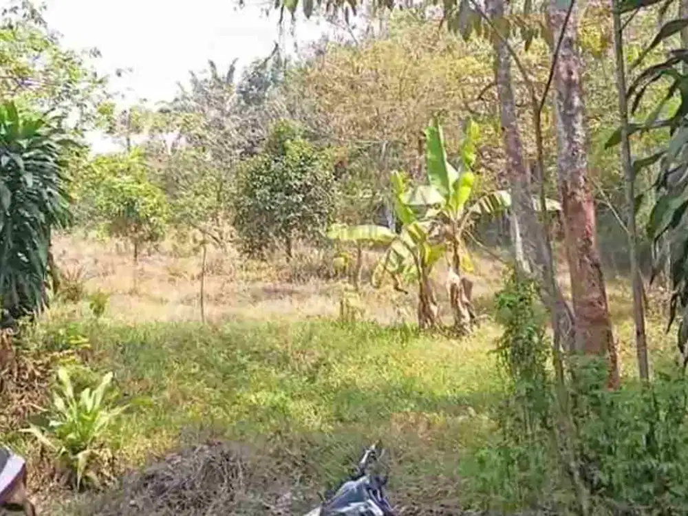 di jual tanah kebun durian
