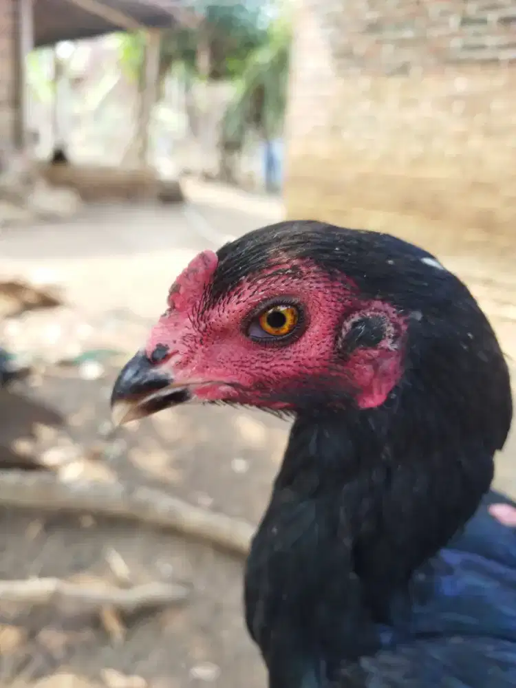 Ayam Babon pakhoy
