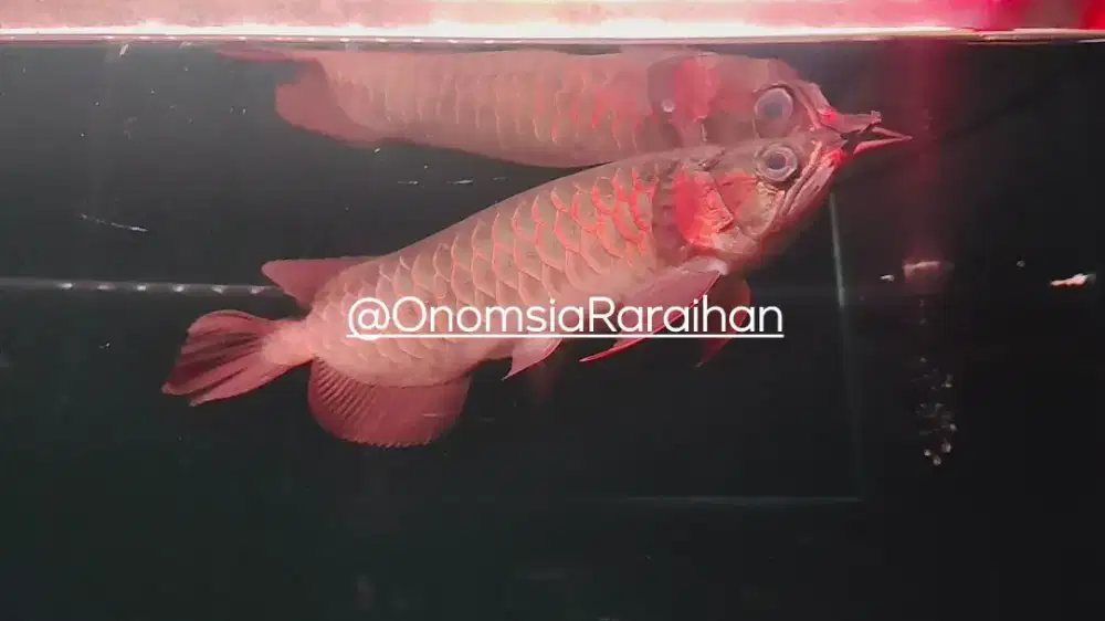Arwana super red 25cm plus setting chip lengkap