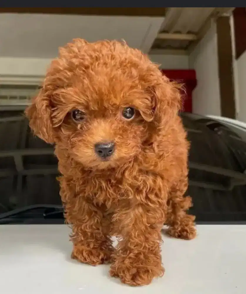 Betina super kecil puppy poodle