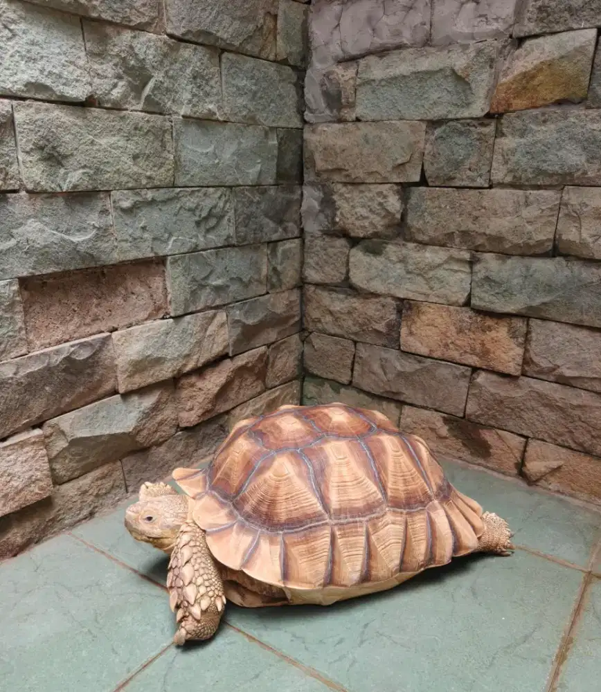Kura darat sulcata