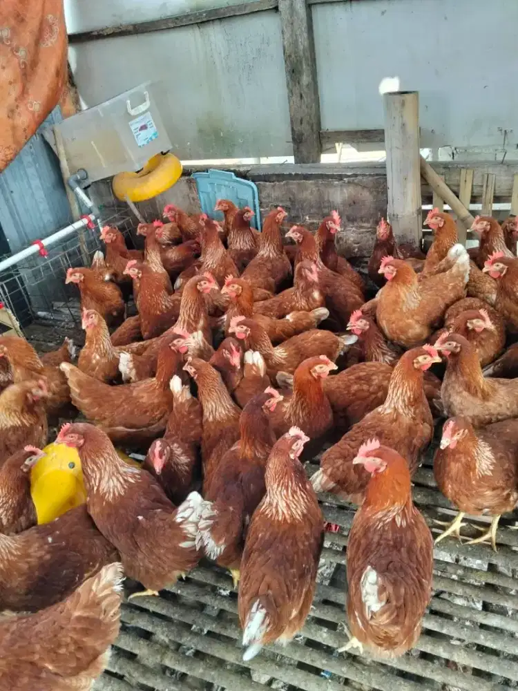 Ayam petelur isabrown
