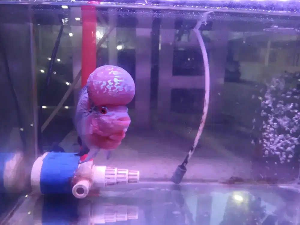 Ikan louhan srd