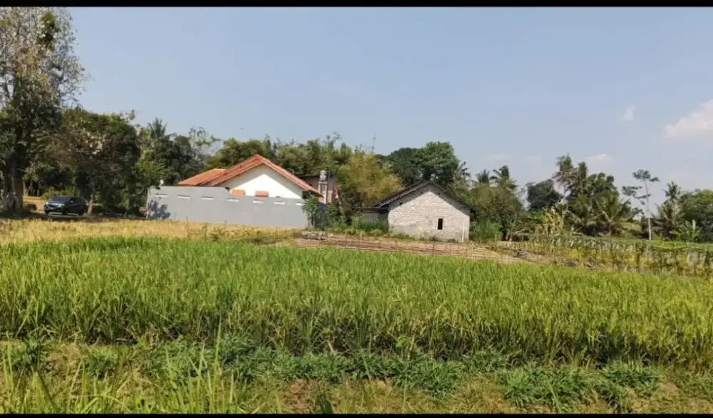 Dijual sawah cocok untuk pertanian