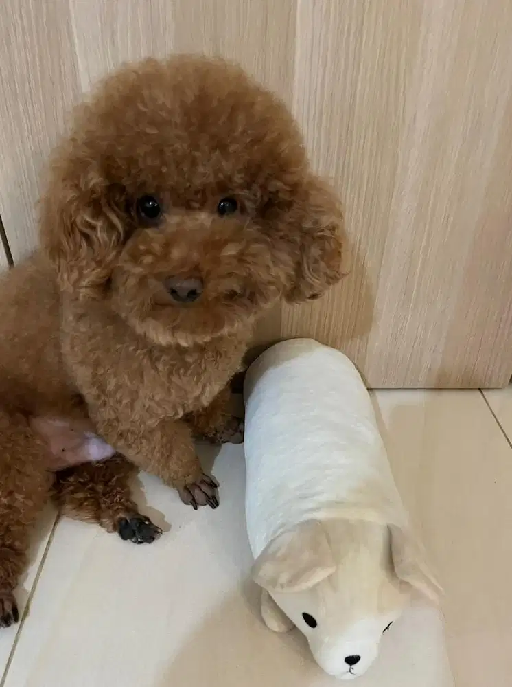 Jual anjing poodle jantan