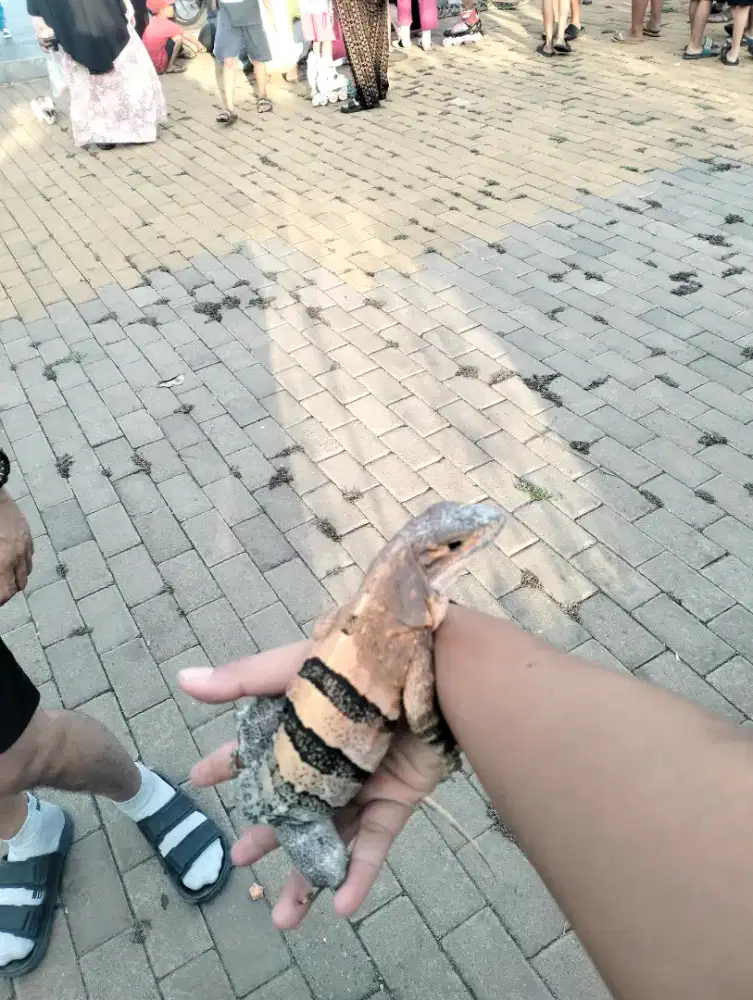 Iguana similis betina