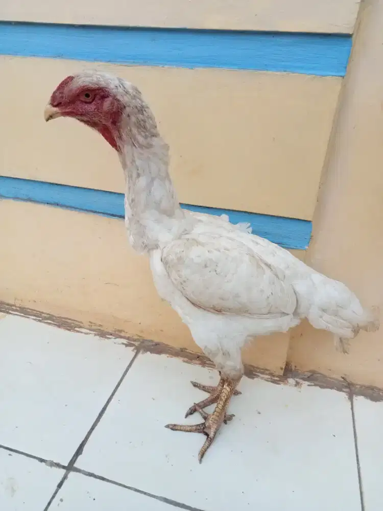 Jual ayam shamo
