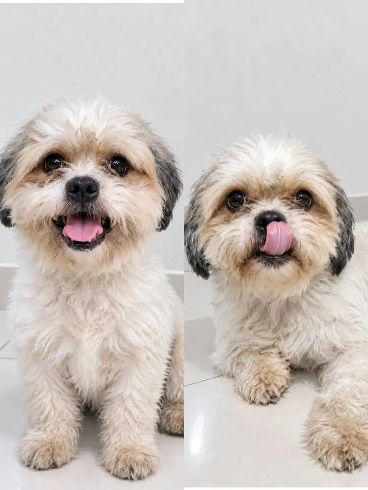 Dijual Shitzu Jantan