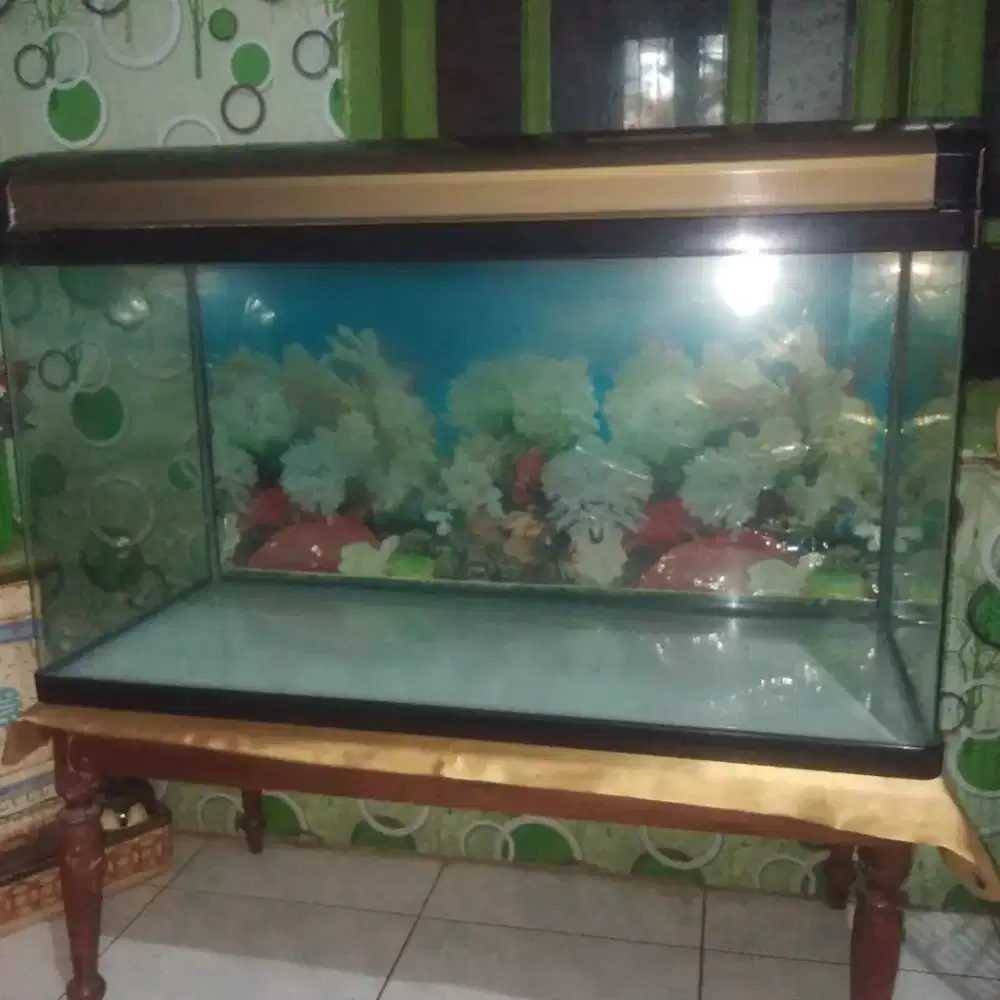 Aquarium Ace Hardware 100cm