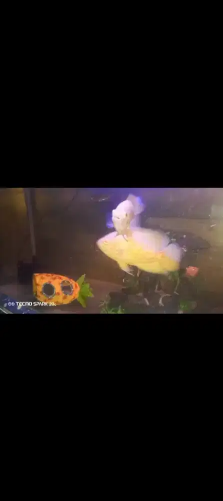 Ikan lucu ada tiga ekor