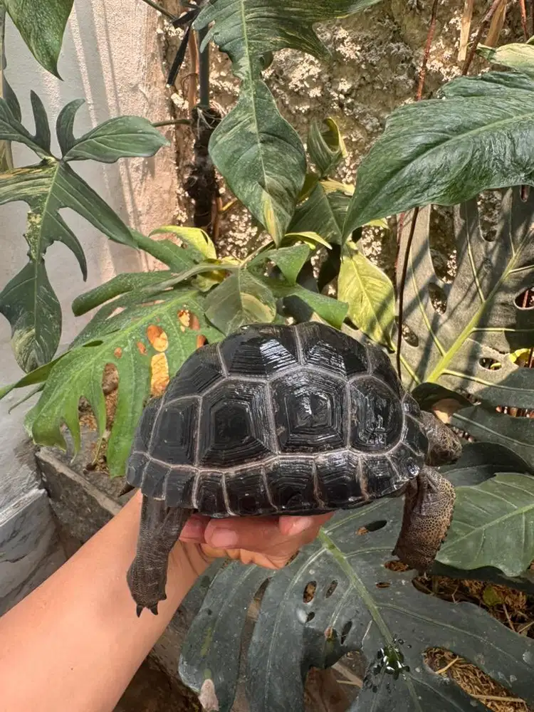 Aldabra dome 13cm