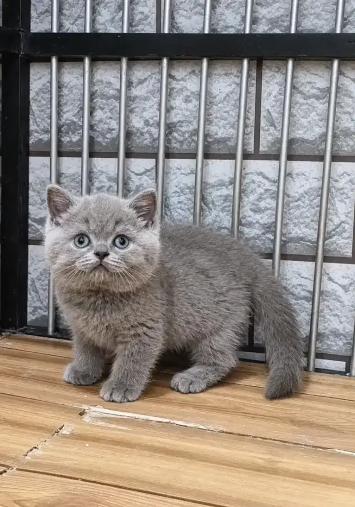 Bsh Lilac Betina