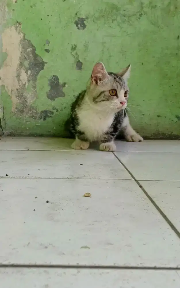 Anak Kucing Kitten Munchkin British Shorthair
