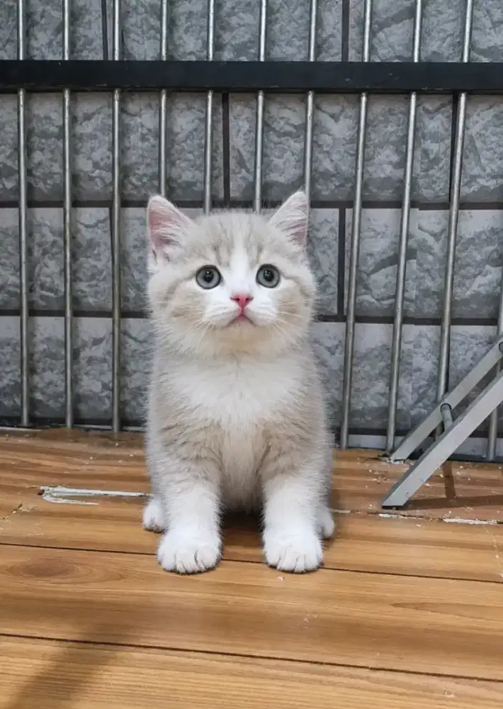 Bsh Bico Fawn Jantan