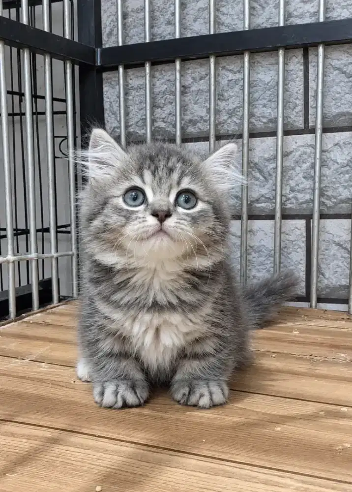 Munchkin Betina
