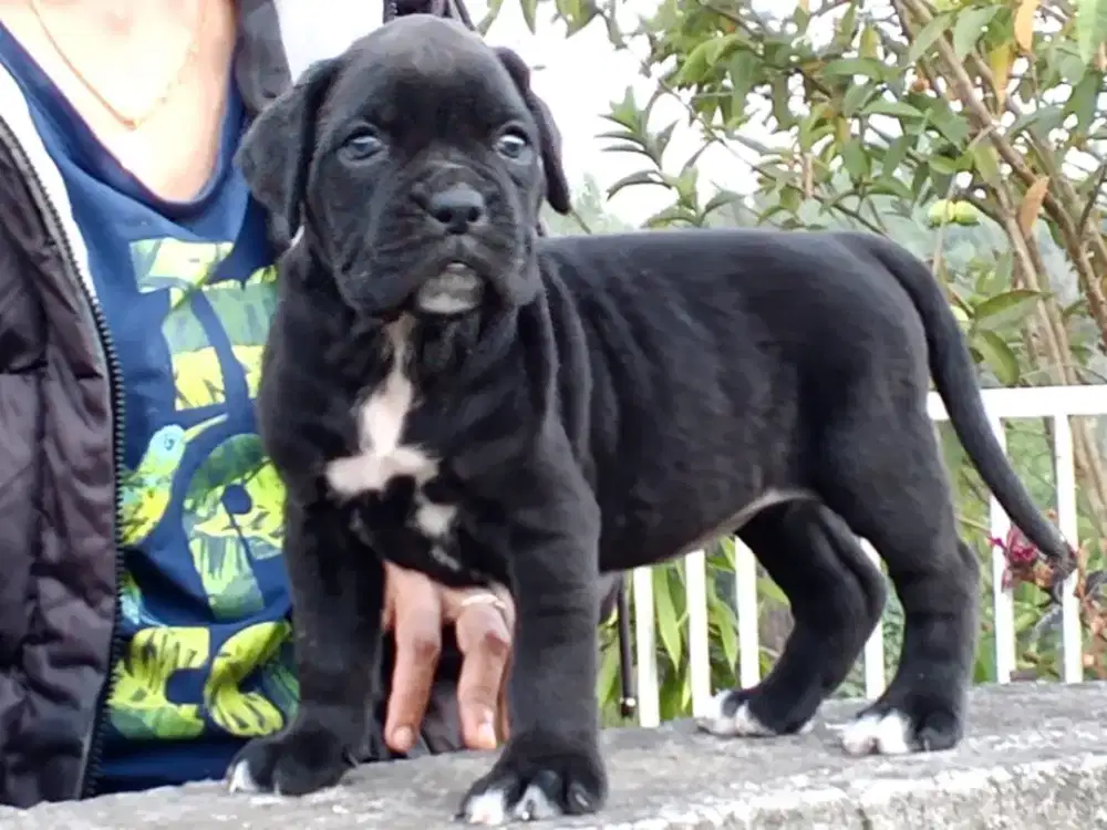 CANE CORSO PUPPY
