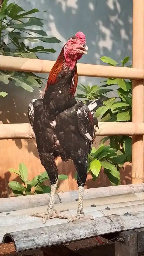 Ayam Jago Bangkok Birma