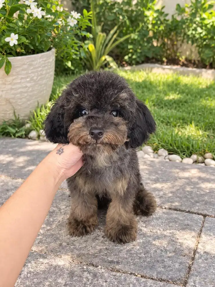 Poodle murah male