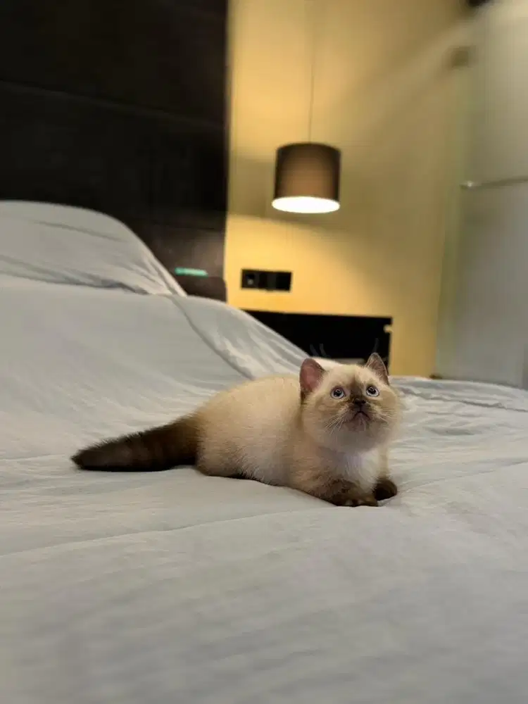 kucing munchkin cebol