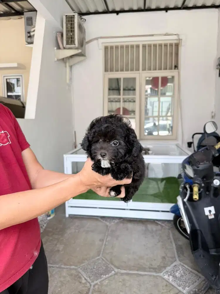 Female black poodle super cute good character gak berisik